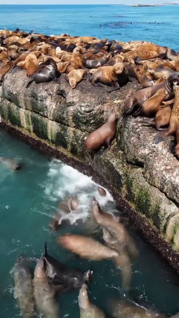 Остров Сахалин, г.Невельск: сивучи приплыли! смотреть онлайн