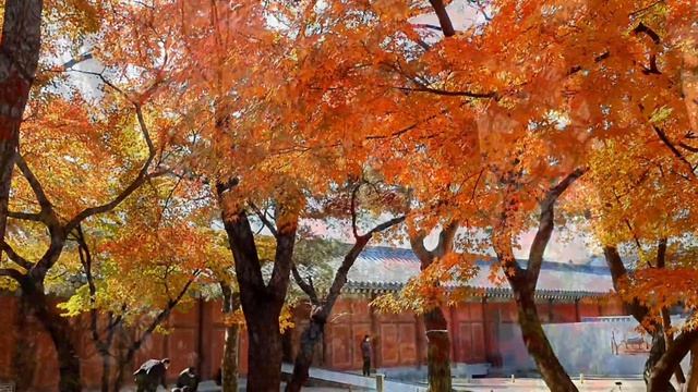 창경궁 단풍 아름다운 단풍에 넋을 잃다  Fall  Foliage in Korean Palace