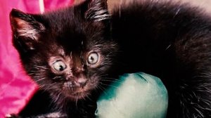 Брошенная Кошечка с Раскосыми Глазами Выросла и Превратилась в Роскошную Красавицу