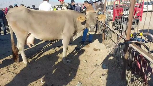 ЯКШАНБЕБОЗОРИ ФАРХОР НАРХИ ГОВОИ МАХАЛИ ГУСФАНД БУКАЧА +992 900 24 55 77 октября 2021 г. смотреть онлайн