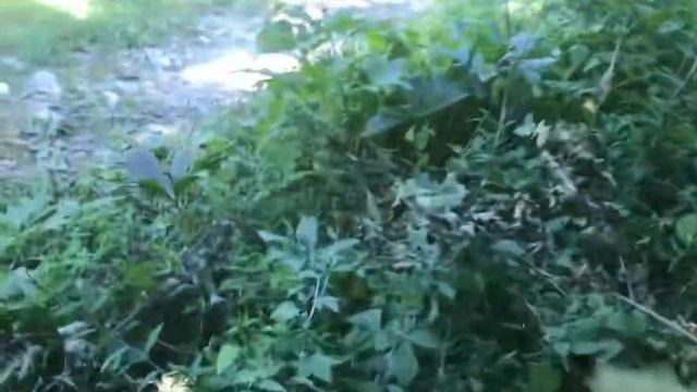 Vlog#59 собрали лесной кизил/ Андрея укусила акула смотреть онлайн