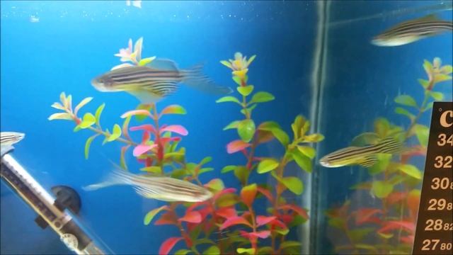 Can zebrafish and guppies live together? can guppy and glofish zebra danio share the same fish tank
