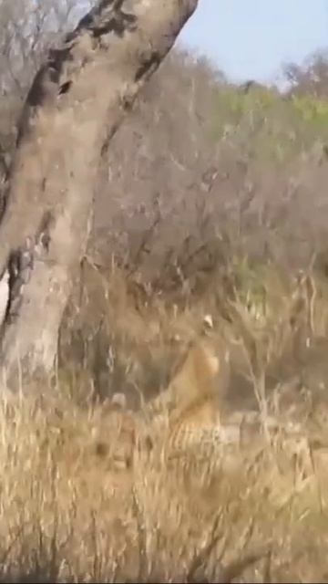 ANIMAIS DA ARCA #shorts #animal #world 47 смотреть онлайн