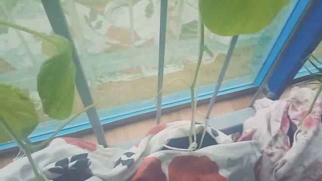 Мои огород на балконе🌿 смотреть онлайн