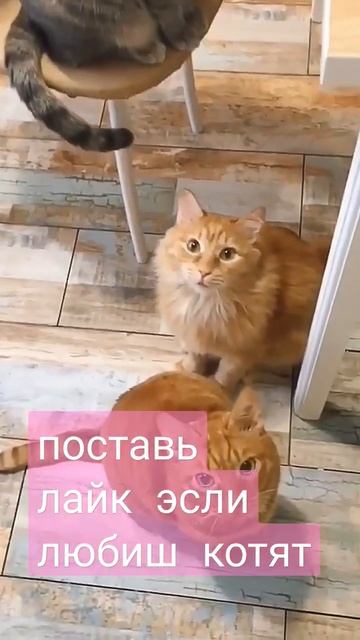 поставь лайк эсли любиш котят🐱 смотреть онлайн