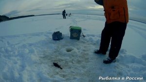 Много окуня зимой не бывает ! Ловля хорошего окуня на балансир Rapala - жаба