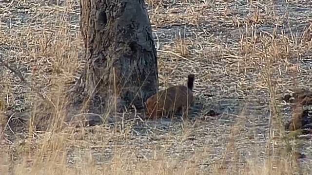 Djuma: Slender Mongoose - 16:45 - 07/28/19 смотреть онлайн