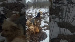 Кормлю их, ведь они никому не нужны...