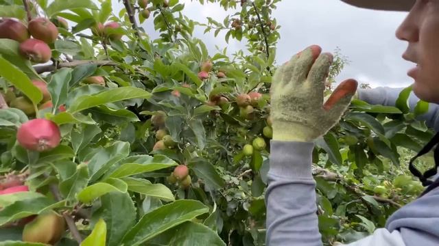 Английский Алма остургонду уйронунуз #apple#@ смотреть онлайн