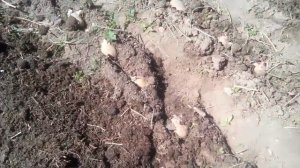 Картофель замульчированный соломой часть 1