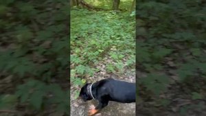 Собака не слышит вас на прогулке? Что делать?