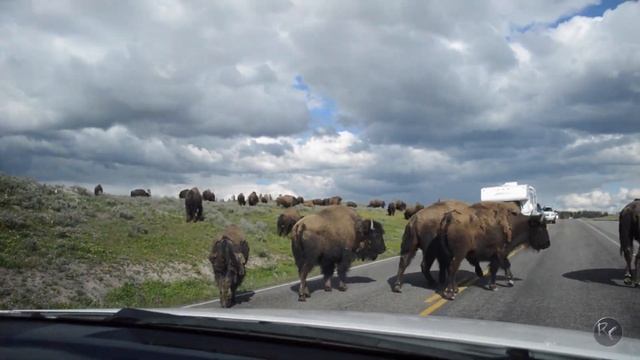 Yellowstone Bison Won't Move! Park Ranger Came to Help! смотреть онлайн