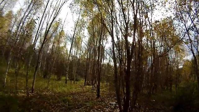 Реальная опасность в лесу смотреть онлайн