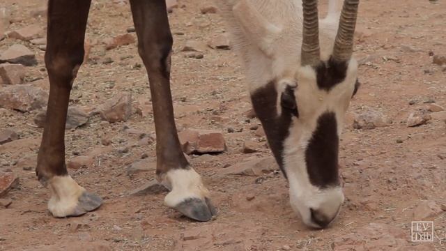 Creature Feature — Arabian Oryx смотреть онлайн