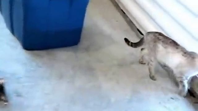 Serval Cat Falkor with Savannah Cats | www.f1savannahcats.com смотреть онлайн