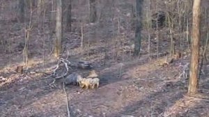 Лесная Банда