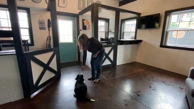 Olive the Bernedoodle at 11 Weeks Old смотреть онлайн