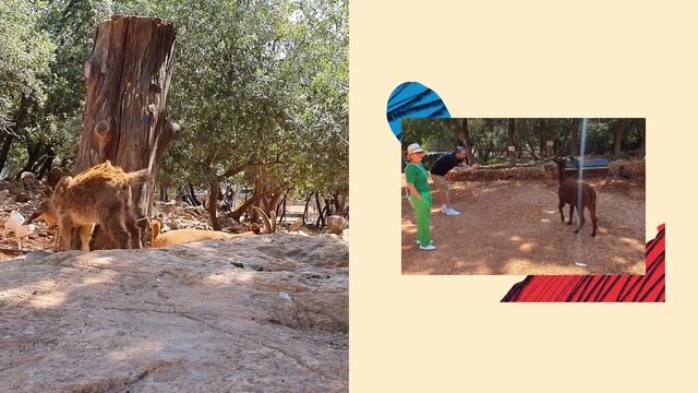 лес обезьян-Йодфат д.р. Янива ,,, יער הקופים-יודפת יום הולדת של יניב смотреть онлайн