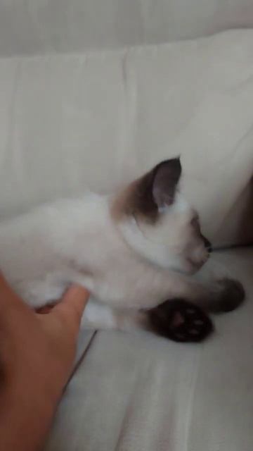 Кошка Злата 🐱