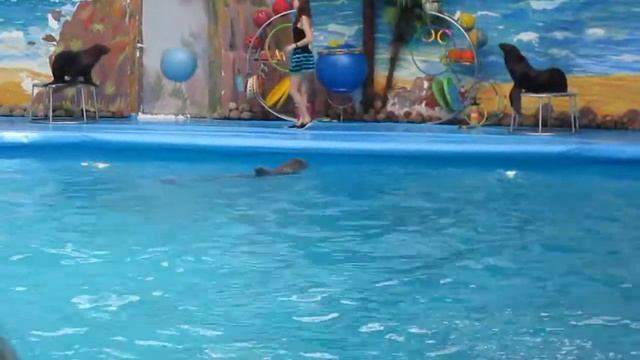 Минский дельфинарий - котики смотреть онлайн