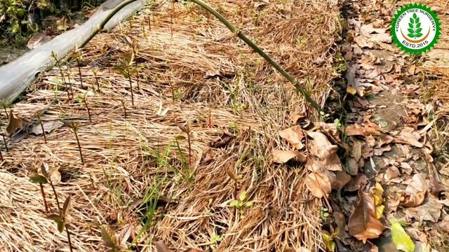 HOW TO GROW AVOCADO PLANT FORM SEED Green tree nursery смотреть онлайн