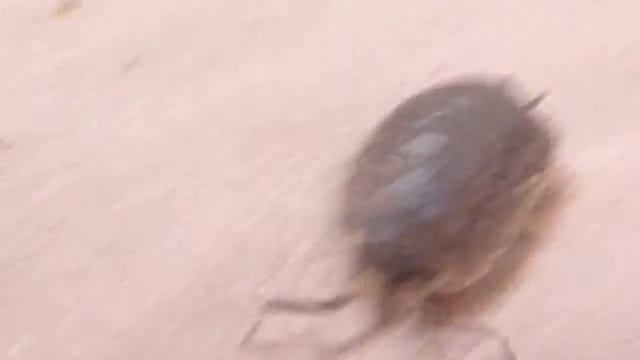 Woodlouse Running & Standing in Water смотреть онлайн