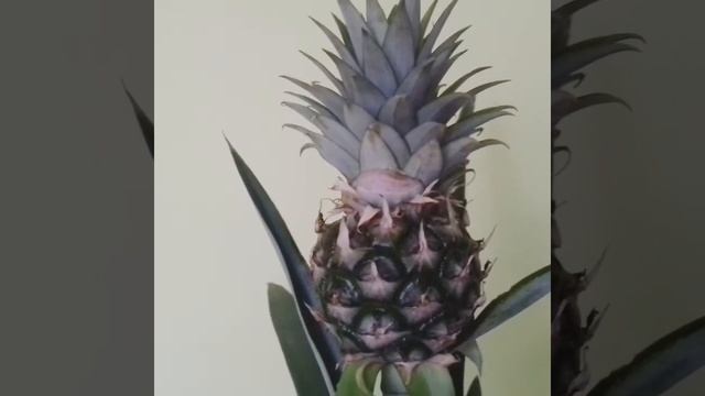 Беби ананас як кімнатна  рослина🍍🌱