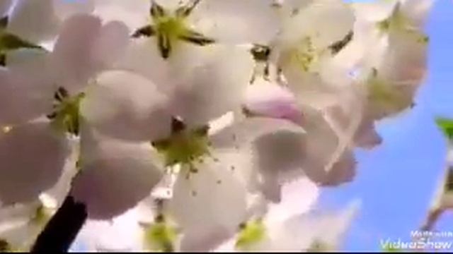 🙏 AVE MARIA por Lara Fabian (🔹Letra & Creditos na Descriçao do Video 🔹) смотреть онлайн