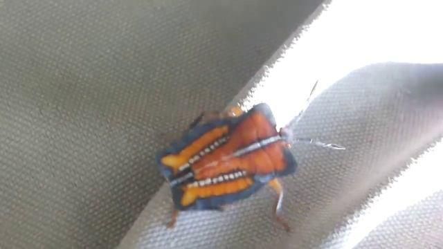 Friendly Little смотреть онлайн