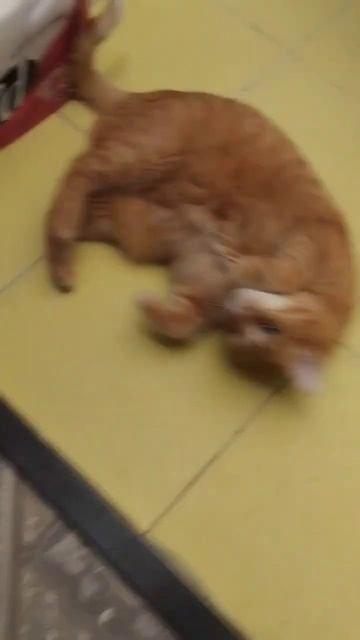 Мой пушистый пухлый кашарик) (ЛЕСЬКА) смотреть онлайн