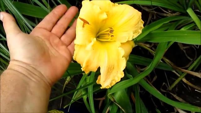 Дэрил  Лилейник смотреть онлайн