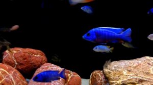 Aulonocara Maylandi 9 month