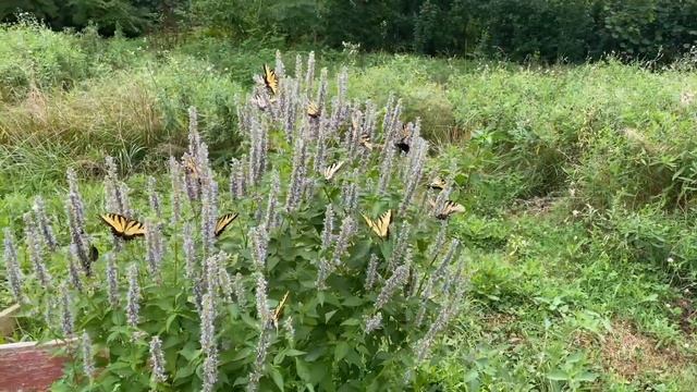 BUTTERFLIES!!!  Western Tiger Swallowtail on Hyssop