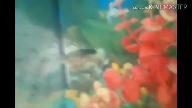 Обзор пластиковой AWP! смотреть онлайн