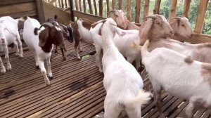 Zon bought more goats to raise, vang hoa, king kong amazon