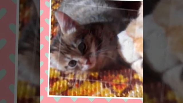 Приветствие в виде слайд шоу"!!!!!!!!!я рада!!!! смотреть онлайн