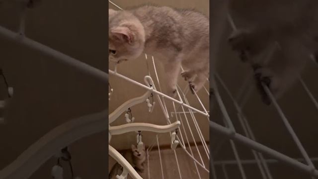 Кот-альпинист🤣🥰 смотреть онлайн