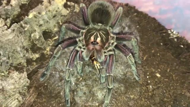 Feed me. Feed me. Feeeeed me. Pamphobeteus sp Costa. смотреть онлайн