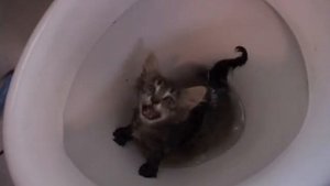 Котенок в унитазе