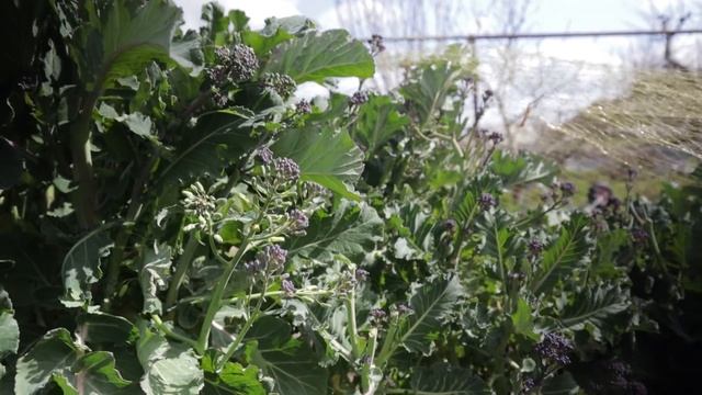 A New Tool! | Broccoli Problems | Shed Thoughts | Seedling Progress | JB's Allotment Diaries смотреть онлайн