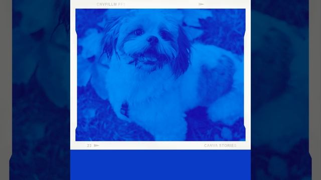 Музыка (Дрессировка собак) смотреть онлайн