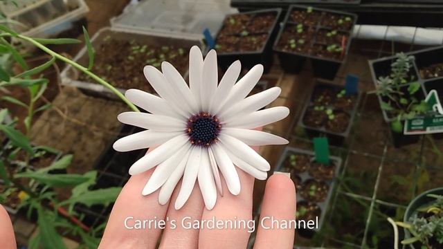 Blue Disc African Daisy Growing Guide, Quick Growers Guide For African Daisies смотреть онлайн