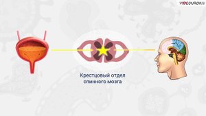 41. Выделительная система. Покровная система. Терморегуляция