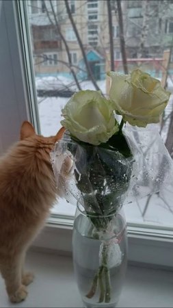 С праздником весны 💐