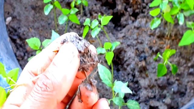 How to grow guarantee your papaya will be female смотреть онлайн