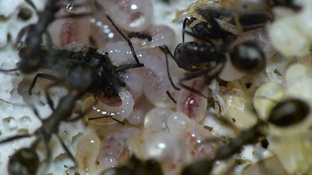 Aphaenogaster senilis: flexible larvae смотреть онлайн