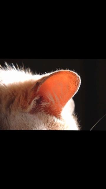 3 interesting and mind blowing facts about cats 🐈🐱in Urdu 👀 смотреть онлайн