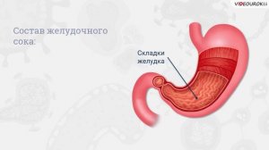 40. Система пищеварения, строение и функции её органов