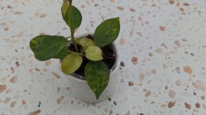 Hoya Lacunosa Amarillo