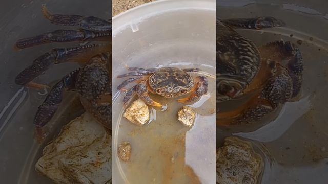 #potamon fluviatile#yengeç#biyoloji#fen bilimleri#bahar#flowers# смотреть онлайн